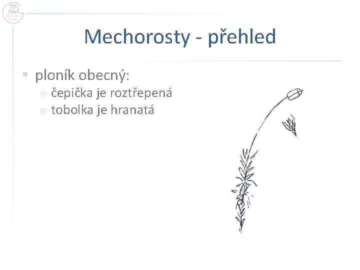 Mechorosty - přehled § ploník obecný: čepička je roztřepená tobolka je hranatá 