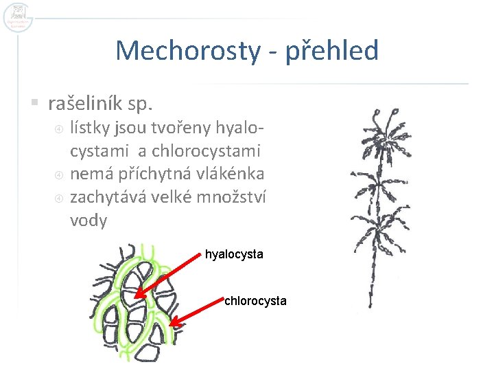 Mechorosty - přehled § rašeliník sp. lístky jsou tvořeny hyalocystami a chlorocystami nemá příchytná