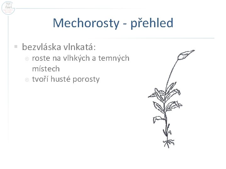 Mechorosty - přehled § bezvláska vlnkatá: roste na vlhkých a temných místech tvoří husté