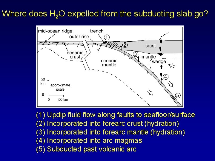 Where does H 2 O expelled from the subducting slab go? (1) Updip fluid