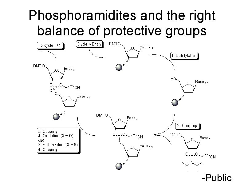 Phosphoramidites and the right balance of protective groups -Public 