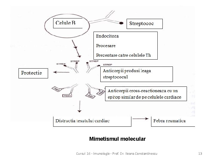 Mimetismul molecular Cursul 16 - Imunologie - Prof. Dr. Ileana Constantinescu 13 