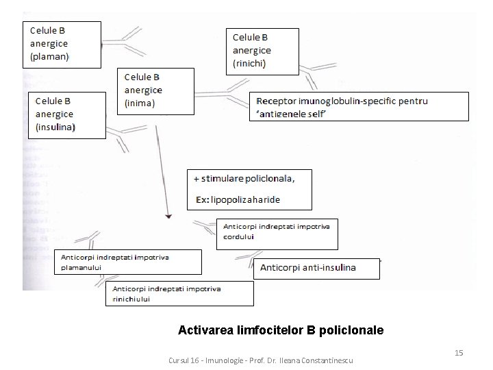 Activarea limfocitelor B policlonale Cursul 16 - Imunologie - Prof. Dr. Ileana Constantinescu 15