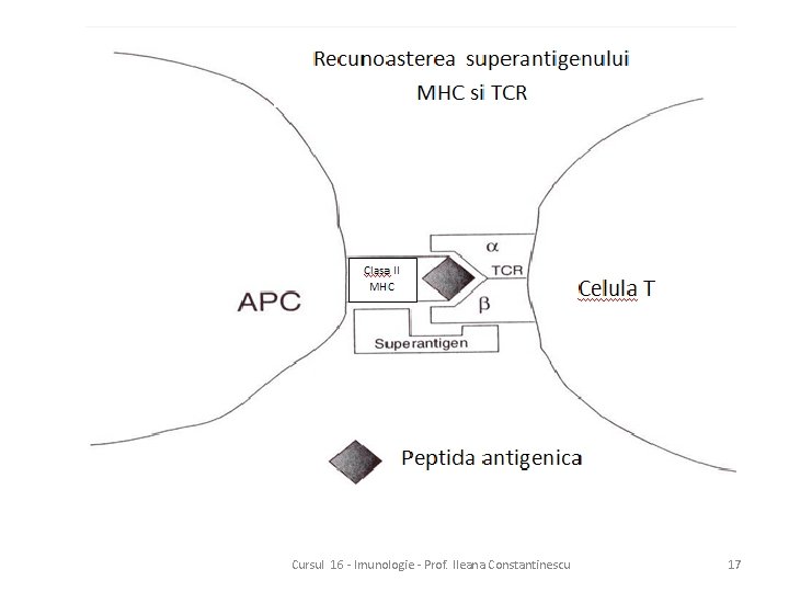 Cursul 16 - Imunologie - Prof. Ileana Constantinescu 17 