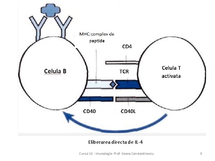 Eliberarea directa de IL-4 Cursul 16 - Imunologie- Prof. Ileana Constantinescu 8 