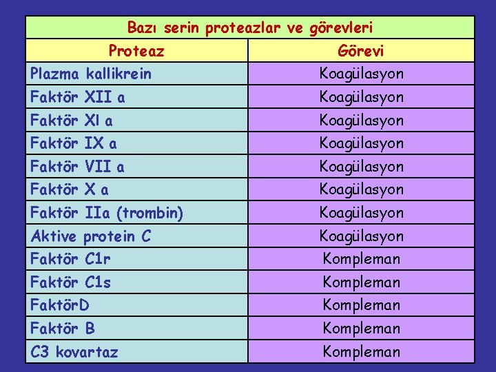 Bazı serin proteazlar ve görevleri Proteaz Görevi Plazma kallikrein Koagülasyon Faktör XII a Koagülasyon