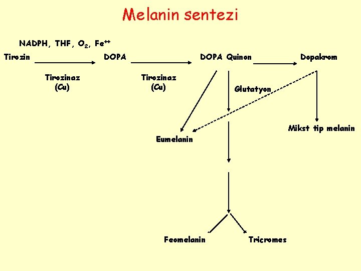 Melanin sentezi NADPH, THF, O 2, Fe++ Tirozin DOPA Tirozinaz (Cu) DOPA Quinon Tirozinaz