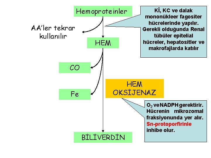 Hemoproteinler AA’ler tekrar kullanılır HEM Kİ, KC ve dalak mononükleer fagositer hücrelerinde yapılır. Gerekli