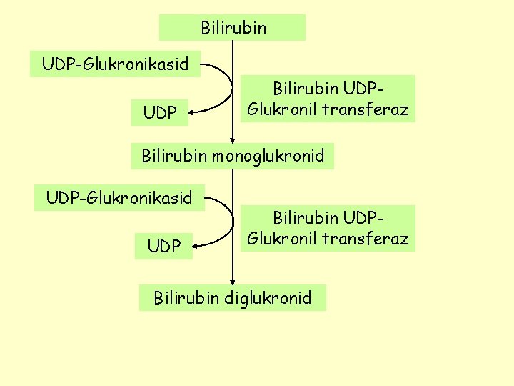Bilirubin UDP-Glukronikasid UDP Bilirubin UDPGlukronil transferaz Bilirubin monoglukronid UDP-Glukronikasid UDP Bilirubin UDPGlukronil transferaz Bilirubin