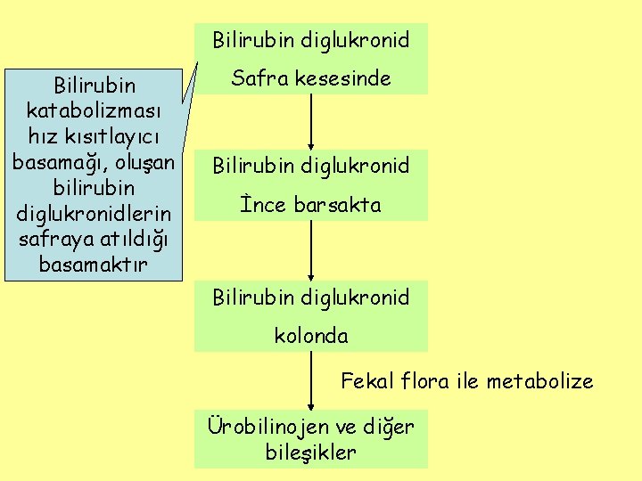 Bilirubin diglukronid Bilirubin katabolizması hız kısıtlayıcı basamağı, oluşan bilirubin diglukronidlerin safraya atıldığı basamaktır Safra