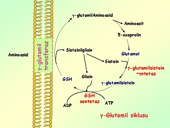  -glutamil. Aminoasid Aminoasit Aminoasid -glutamil transferaz 5 -oxoprolin Sisteinilglisin Glutamat Sistein GSH ADP