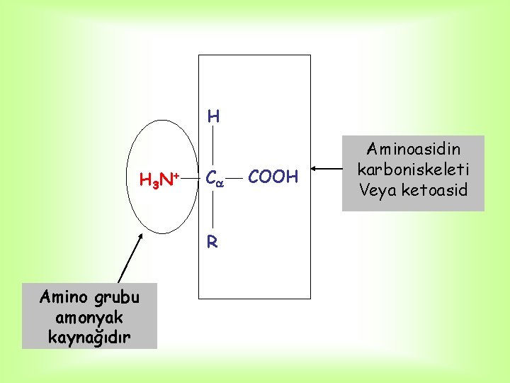 H H 3 N + C R Amino grubu amonyak kaynağıdır COOH Aminoasidin karboniskeleti