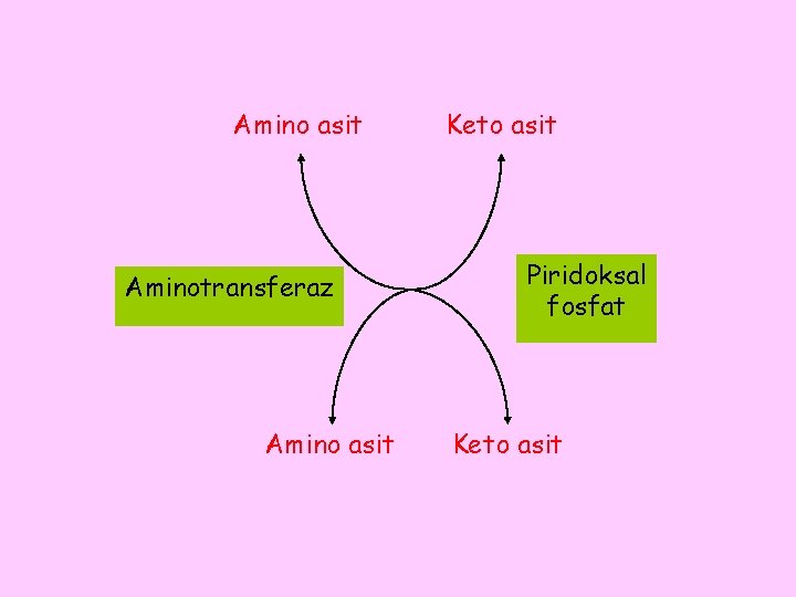 Amino asit Aminotransferaz Amino asit Keto asit Piridoksal fosfat Keto asit 