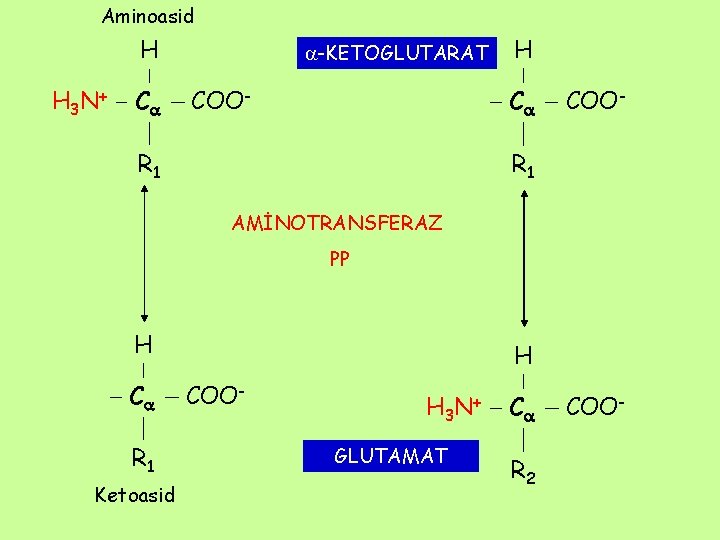 Aminoasid H H 3 N + C -KETOGLUTARAT COO- H C R 1 COO-