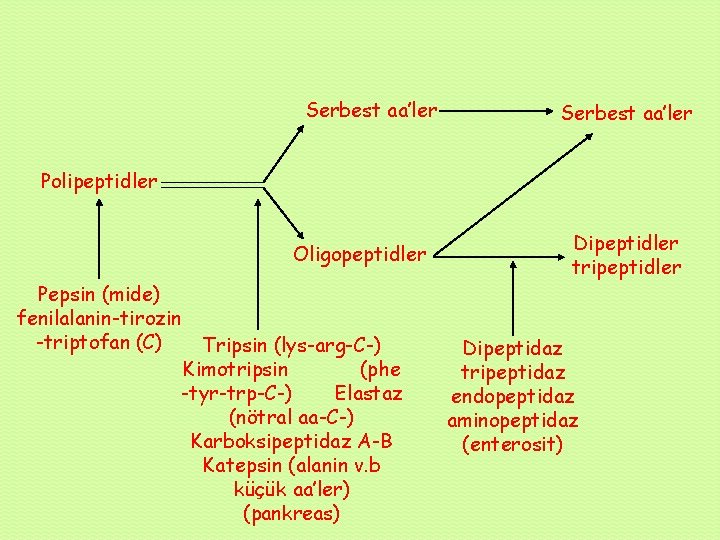 Serbest aa’ler Polipeptidler Oligopeptidler Pepsin (mide) fenilalanin-tirozin -triptofan (C) Tripsin (lys-arg-C-) Kimotripsin (phe -tyr-trp-C-)