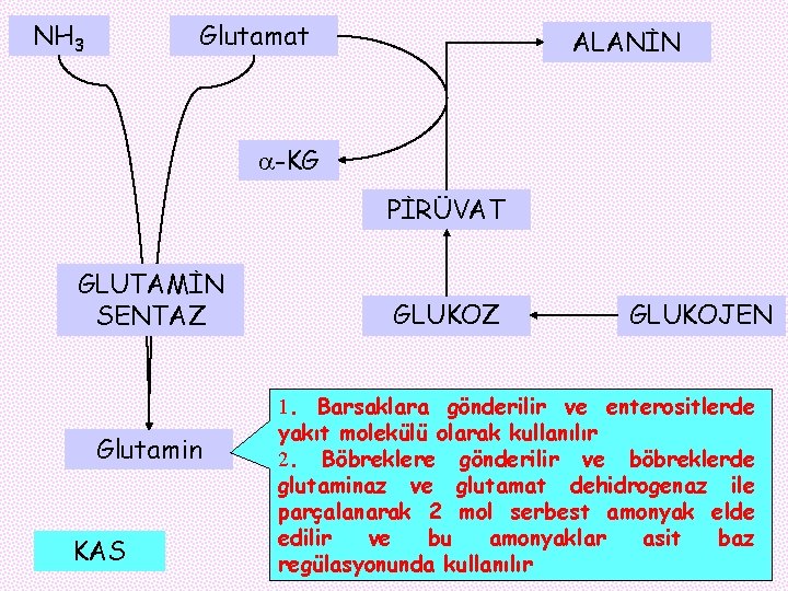 NH 3 Glutamat ALANİN -KG PİRÜVAT GLUTAMİN SENTAZ Glutamin KAS GLUKOZ GLUKOJEN 1. Barsaklara