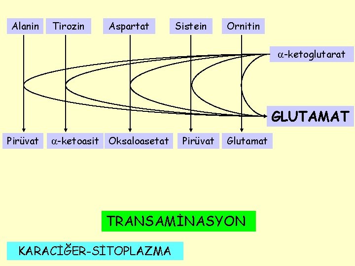 Alanin Tirozin Aspartat Sistein Ornitin -ketoglutarat GLUTAMAT Pirüvat -ketoasit Oksaloasetat Pirüvat Glutamat TRANSAMİNASYON KARACİĞER-SİTOPLAZMA