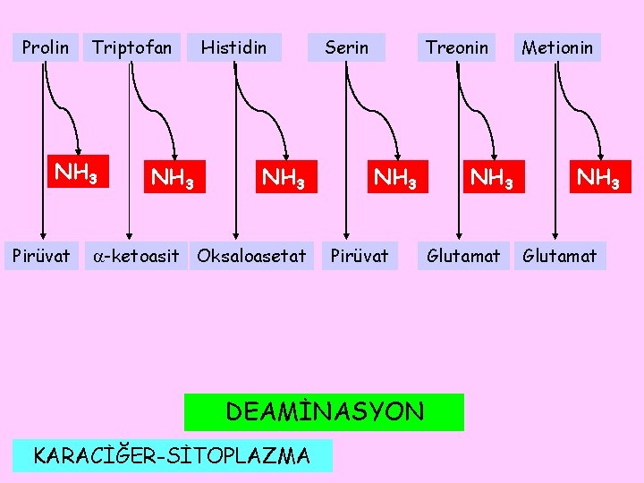 Prolin Triptofan NH 3 Pirüvat NH 3 Histidin NH 3 -ketoasit Oksaloasetat Serin Treonin