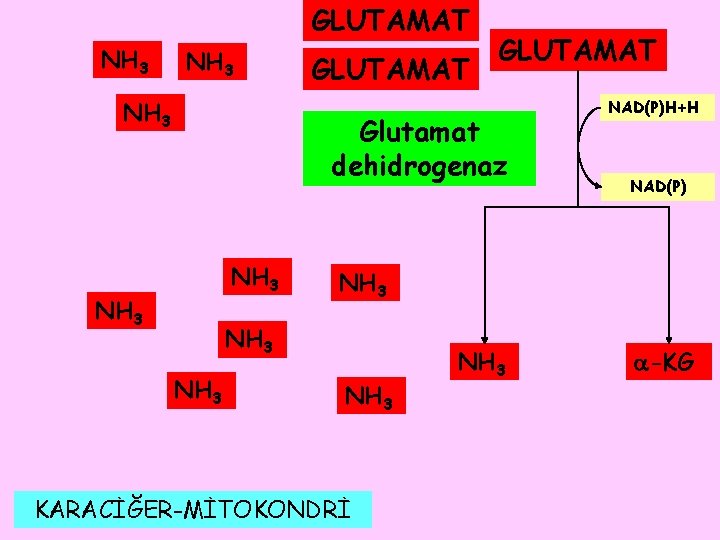 GLUTAMAT NH 3 GLUTAMAT Glutamat dehidrogenaz NH 3 NAD(P) NH 3 NAD(P)H+H NH 3