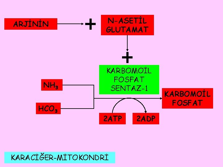 ARJİNİN NH 3 HCO 3 N-ASETİL GLUTAMAT KARBOMOİL FOSFAT SENTAZ-1 2 ATP KARACİĞER-MİTOKONDRİ 2