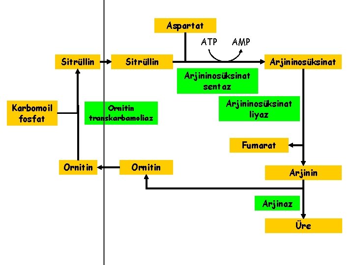 Aspartat ATP Sitrüllin AMP Sitrüllin Arjininosüksinat sentaz Karbomoil fosfat Ornitin transkarbamoliaz Arjininosüksinat liyaz Fumarat