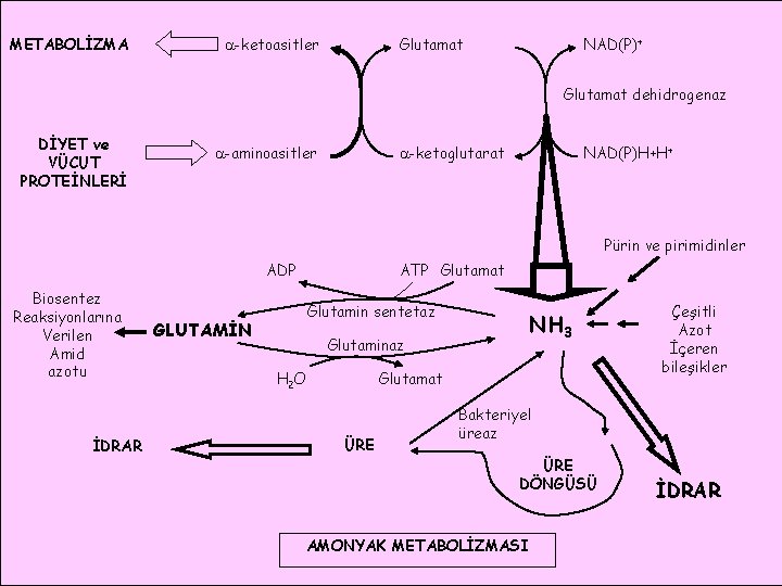 METABOLİZMA Glutamat -ketoasitler NAD(P)+ Glutamat dehidrogenaz DİYET ve VÜCUT PROTEİNLERİ -aminoasitler NAD(P)H+H+ -ketoglutarat Pürin