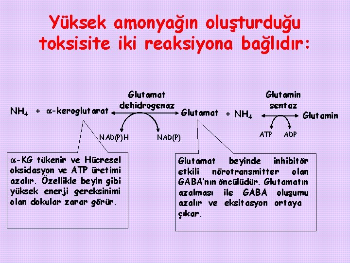 Yüksek amonyağın oluşturduğu toksisite iki reaksiyona bağlıdır: NH 4 + -keroglutarat Glutamat dehidrogenaz NAD(P)H