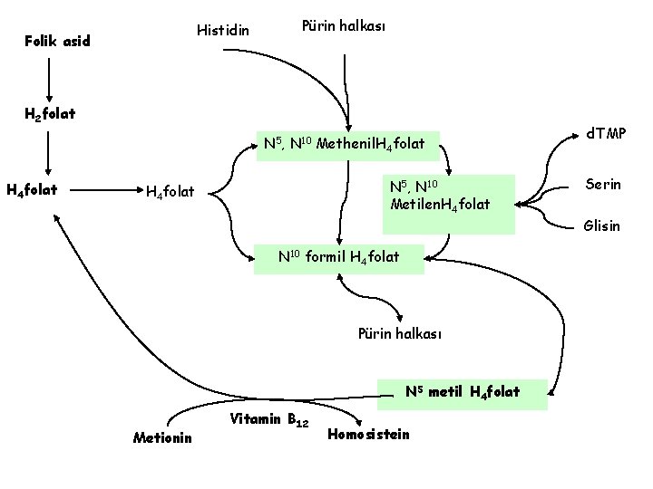 Histidin Folik asid Pürin halkası H 2 folat N 5, N 10 Methenil. H