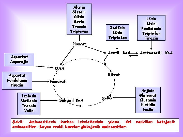 Alanin Sistein Glisin Serin Treonin Triptofan Isolösin Lösin Triptofan Pirüvat Asetil Ko. A Aspartat