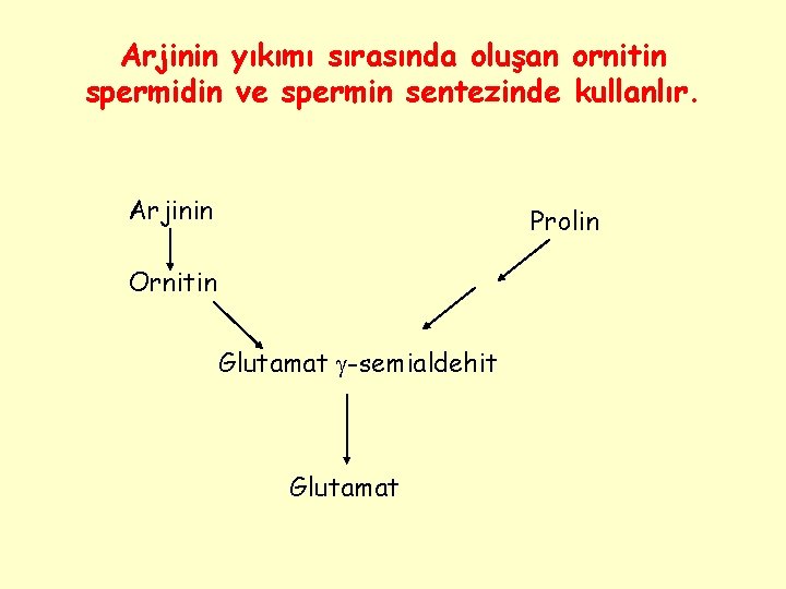 Arjinin yıkımı sırasında oluşan ornitin spermidin ve spermin sentezinde kullanlır. Arjinin Prolin Ornitin Glutamat