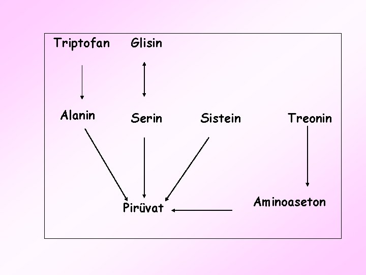 Triptofan Alanin Glisin Serin Pirüvat Sistein Treonin Aminoaseton 