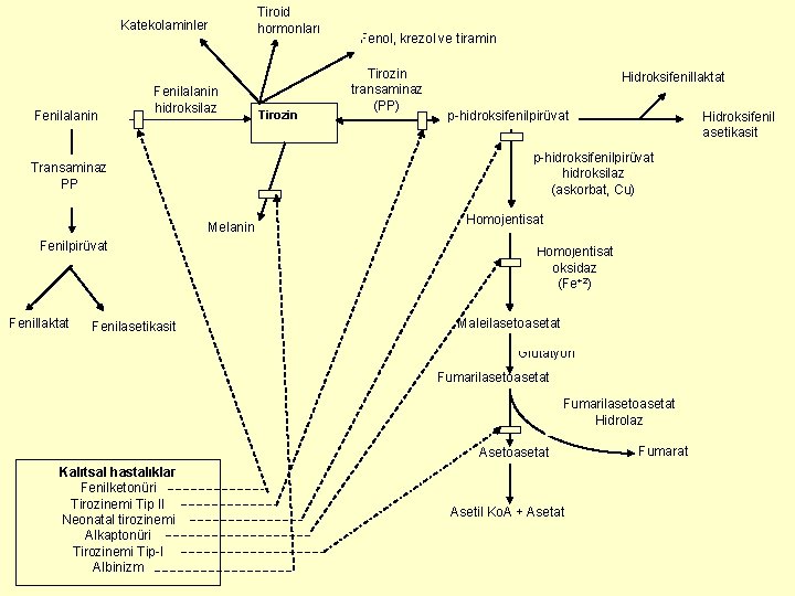 Tiroid hormonları Katekolaminler Fenilalanin hidroksilaz Melanin Fenillaktat Fenilasetikasit Tirozin transaminaz (PP) Hidroksifenillaktat p-hidroksifenilpirüvat Hidroksifenil