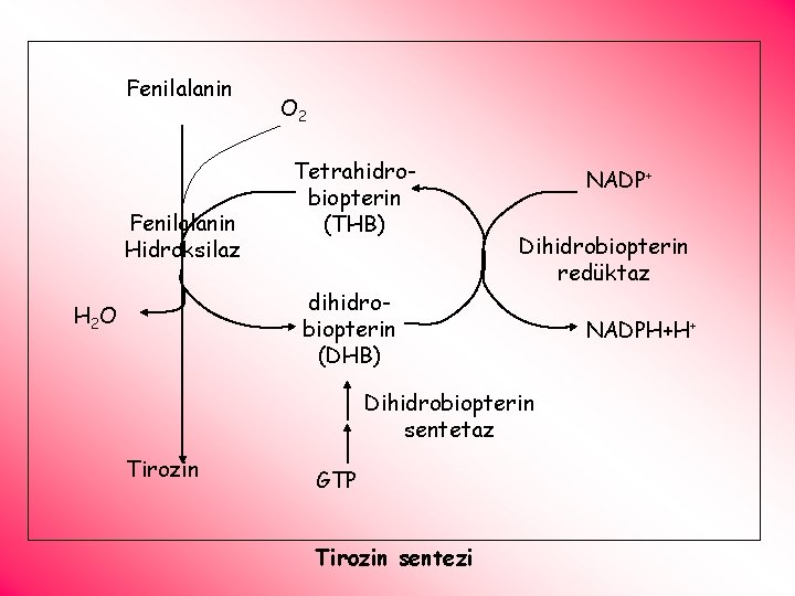 Fenilalanin Hidroksilaz O 2 Tetrahidrobiopterin (THB) dihidrobiopterin (DHB) H 2 O NADP+ Dihidrobiopterin redüktaz