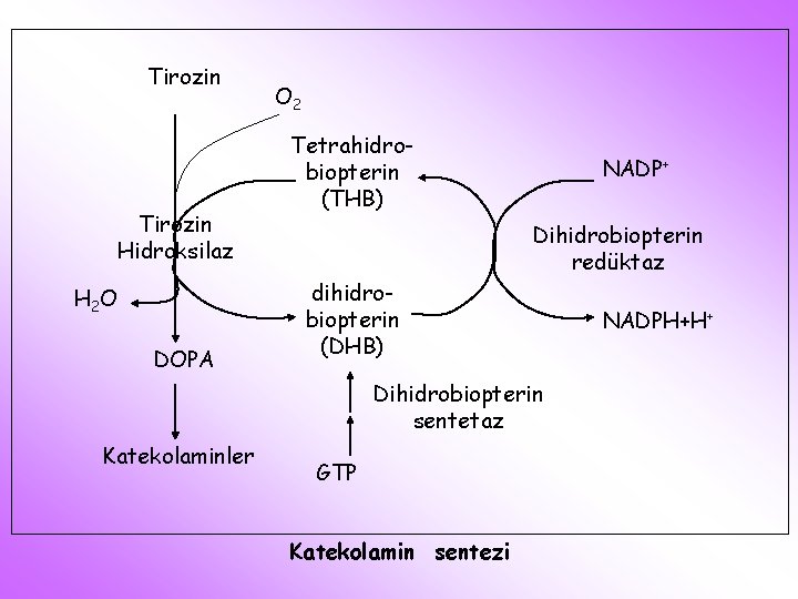 Tirozin Hidroksilaz H 2 O DOPA O 2 Tetrahidrobiopterin (THB) NADP+ Dihidrobiopterin redüktaz dihidrobiopterin