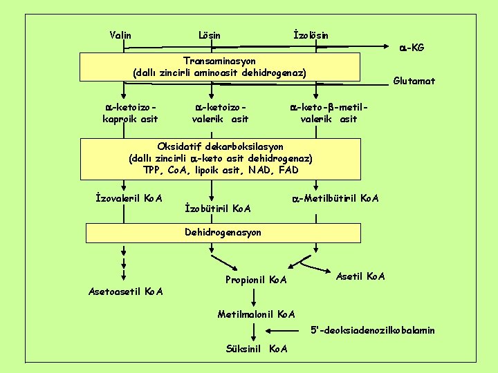 Valin Lösin İzolösin -KG Transaminasyon (dallı zincirli aminoasit dehidrogenaz) -ketoizokaproik asit -ketoizovalerik asit Glutamat