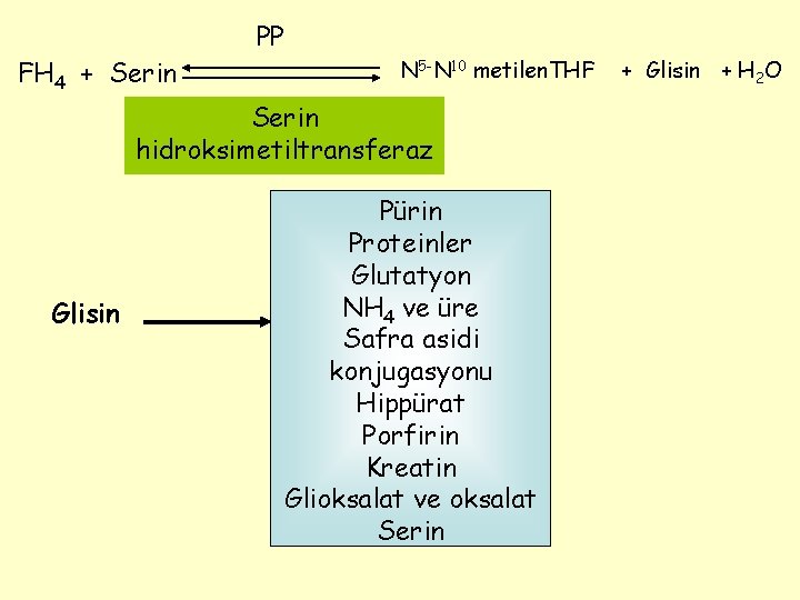 FH 4 + Serin PP N 5 -N 10 metilen. THF Serin hidroksimetiltransferaz Glisin