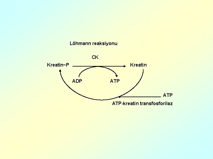 Löhmann reaksiyonu CK Kreatin~P Kreatin ADP ATP ATP-kreatin transfosforilaz 