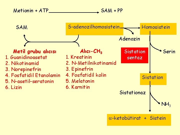 Metionin + ATP SAM + PP S-adenozilhomosistein Homosistein Adenozin Metil grubu alıcısı 1. Guanidinoasetat