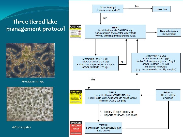 Three tiered lake management protocol Anabaena sp. Microcystis 