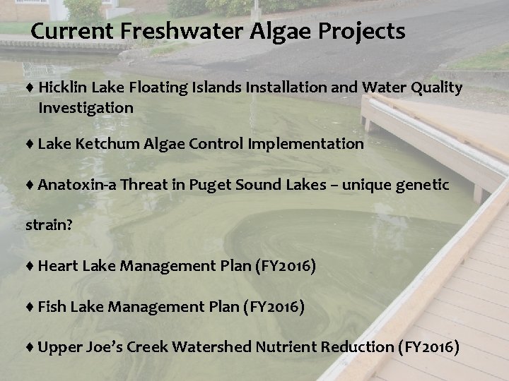 Current Freshwater Algae Projects ♦ Hicklin Lake Floating Islands Installation and Water Quality Investigation