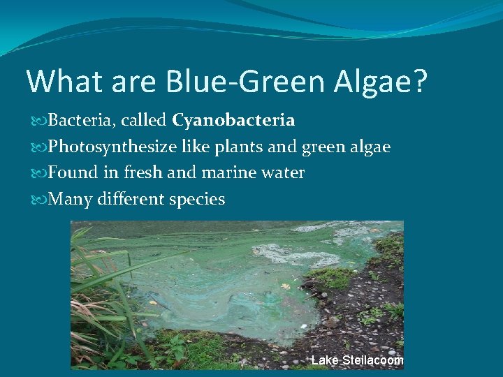 What are Blue-Green Algae? Bacteria, called Cyanobacteria Photosynthesize like plants and green algae Found