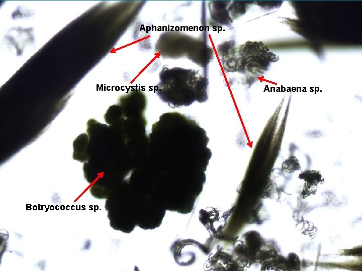 Aphanizomenon sp. Microcystis sp. Botryococcus sp. Anabaena sp. 