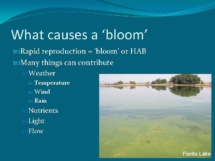 What causes a ‘bloom’ Rapid reproduction = ‘bloom’ or HAB Many things can contribute