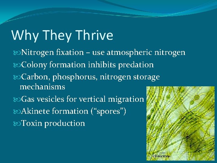 Why They Thrive Nitrogen fixation – use atmospheric nitrogen Colony formation inhibits predation Carbon,