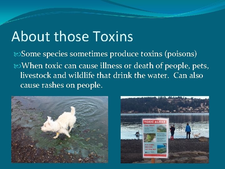 About those Toxins Some species sometimes produce toxins (poisons) When toxic can cause illness