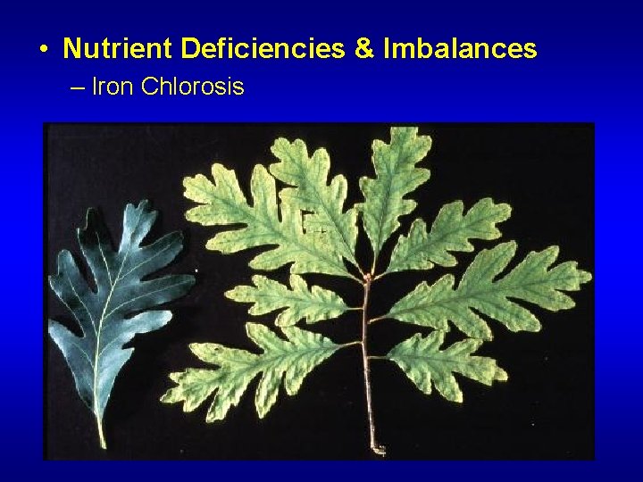  • Nutrient Deficiencies & Imbalances – Iron Chlorosis 