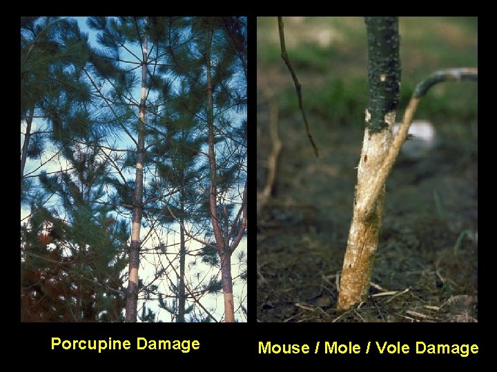 Porcupine Damage Mouse / Mole / Vole Damage 