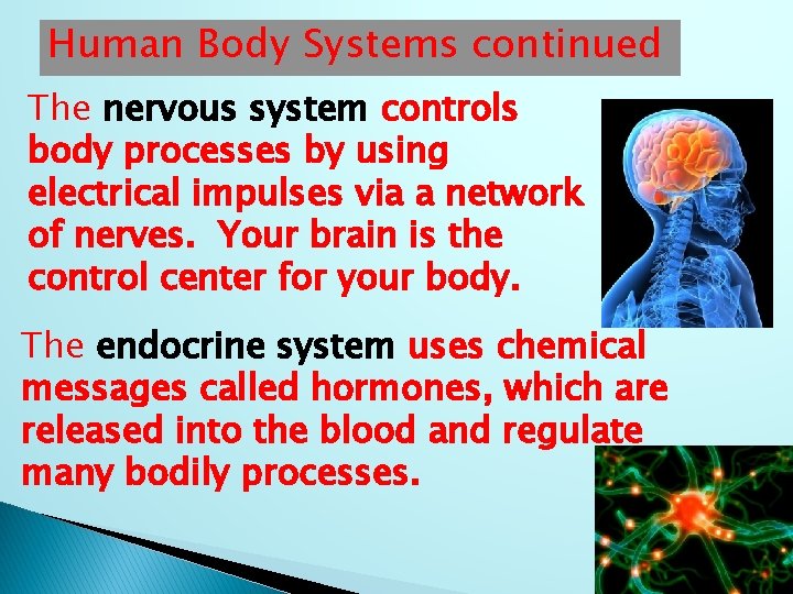 Human Body Systems continued The nervous system controls body processes by using electrical impulses