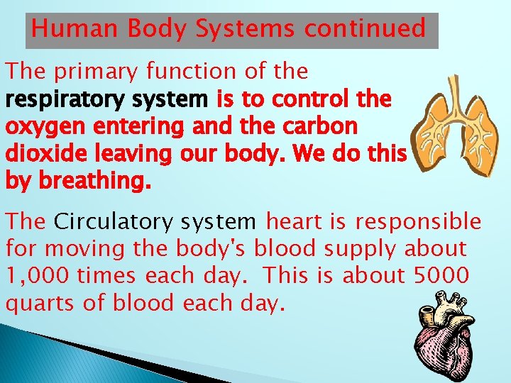 Human Body Systems continued The primary function of the respiratory system is to control