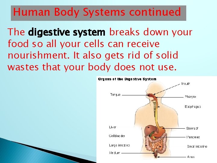 Human Body Systems continued The digestive system breaks down your food so all your